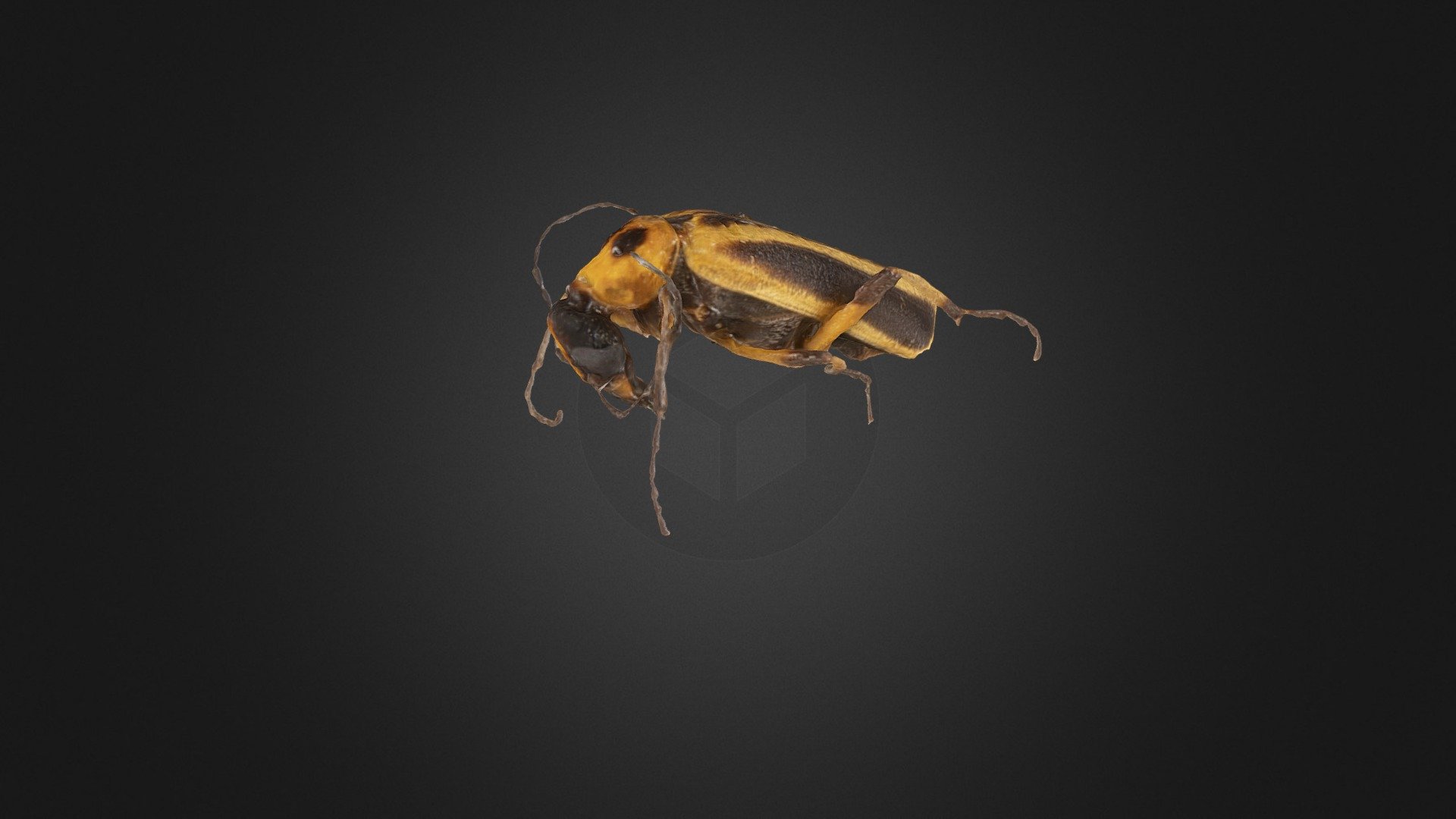 Blister_Beetle