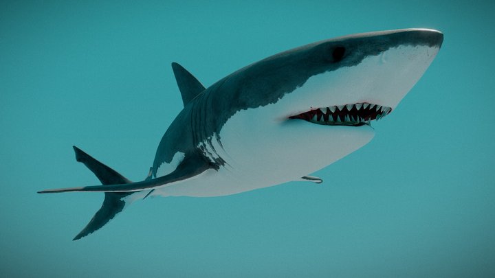 Shark - A 3D model collection by peterquinn12536 - Sketchfab