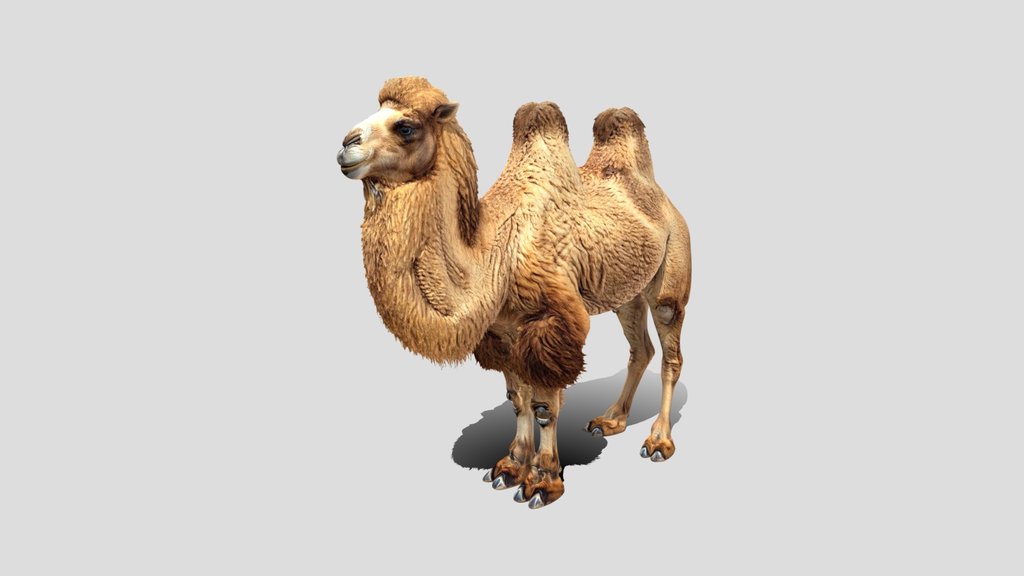 Camel 3d Model