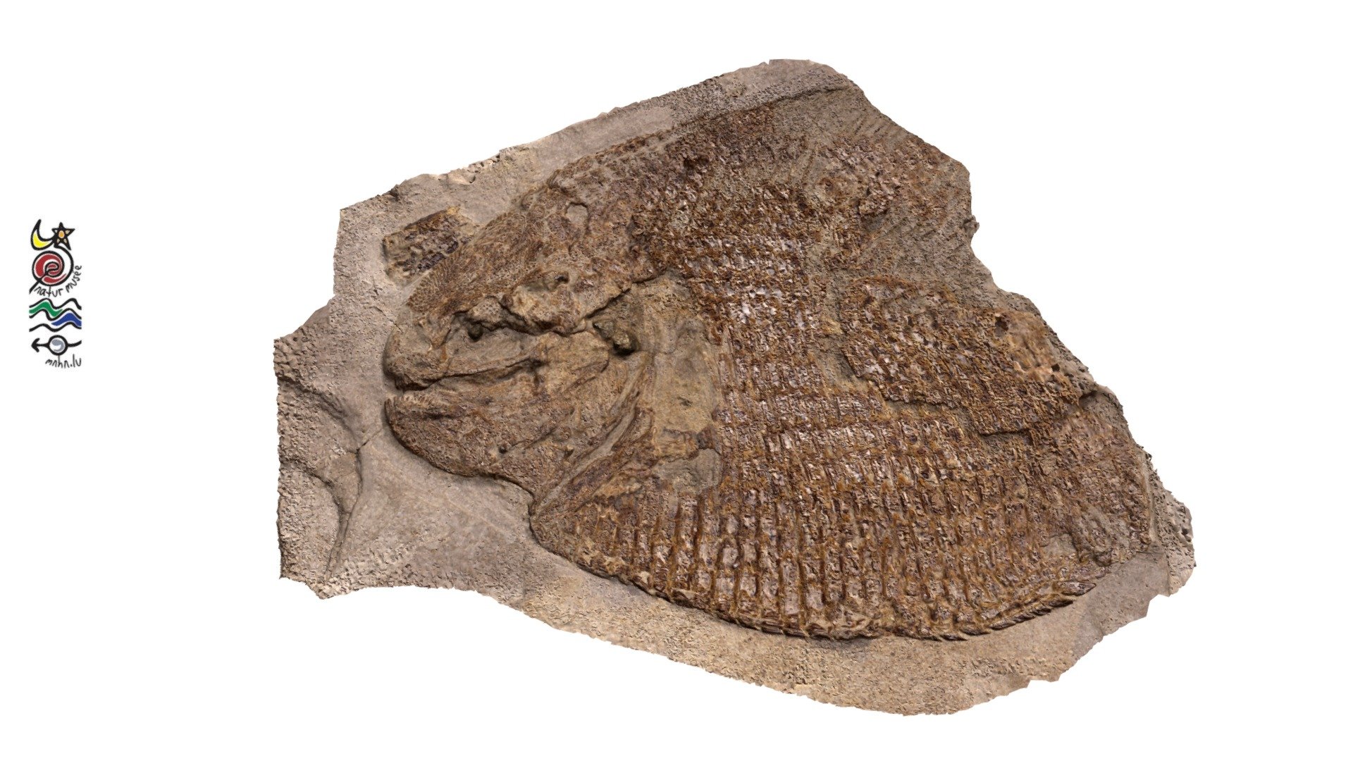 Dapedium pholidotum TU962