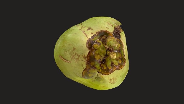 Day 252: Tender Coconut – Modello 3D gratuito STL