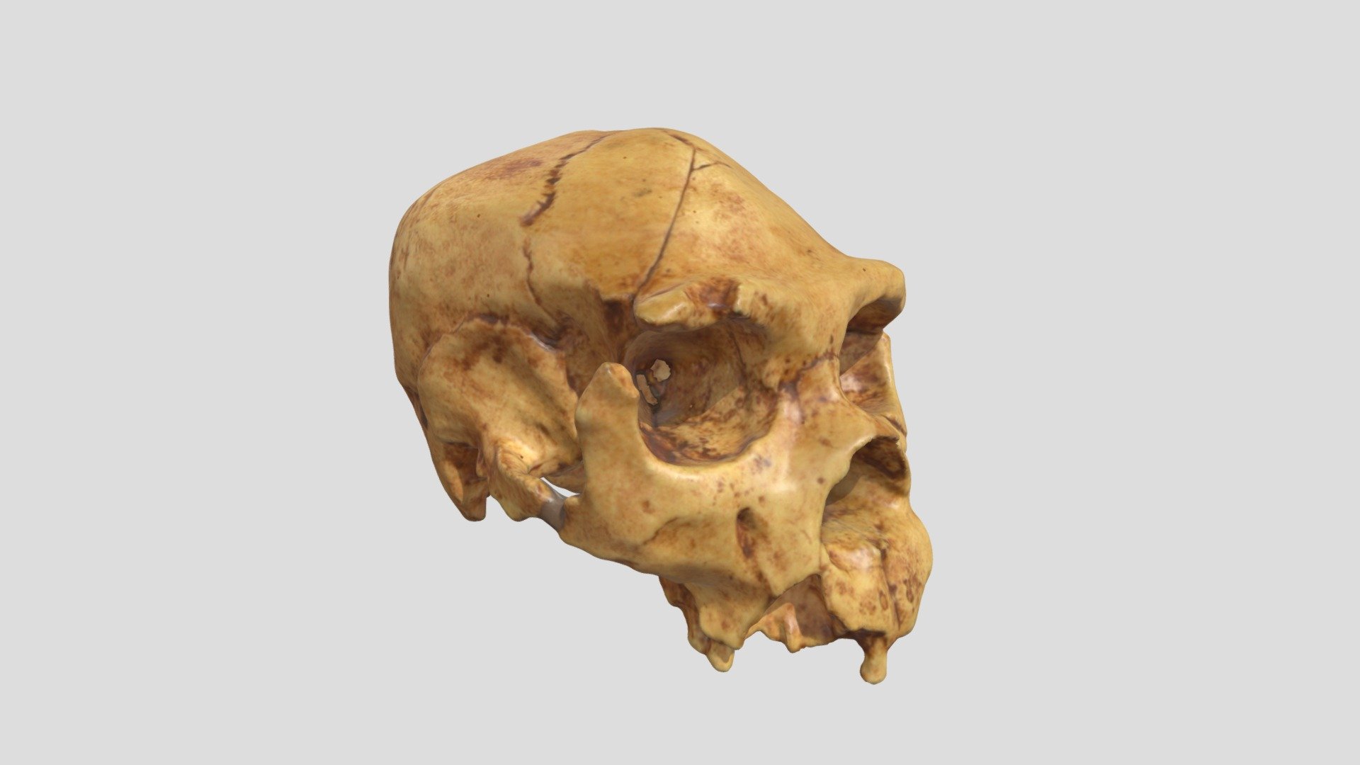 Homo heidelbergensis (crâne seul)