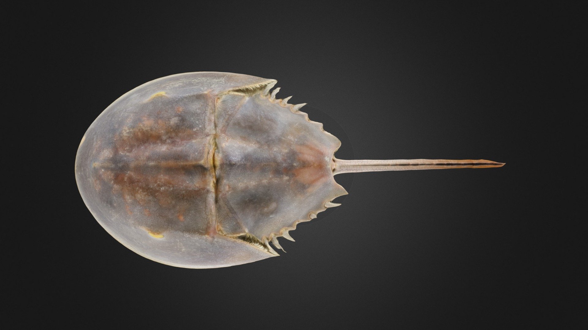 Horseshoe crab: Limulus polyphemus (PRI)