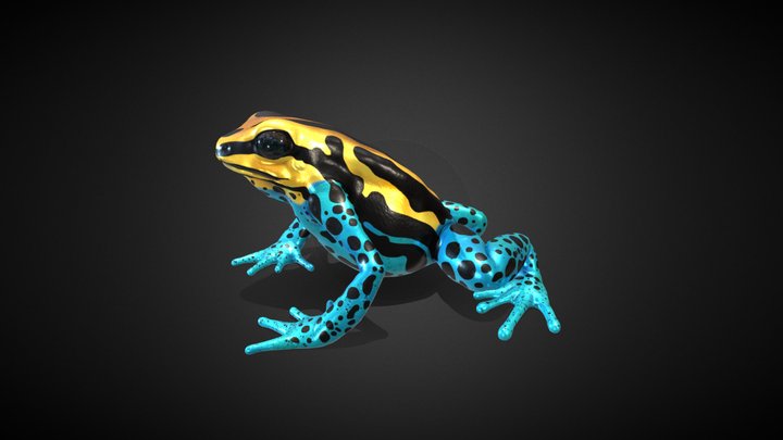 Amazonian Poison Frog 3D, Low poly 3D Model