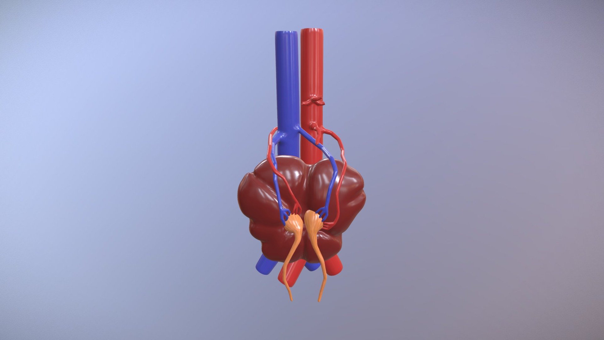 Pancake Kidney 3D model by University of Dundee, CAHID (anatomy