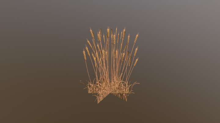 Wheat 3D Model