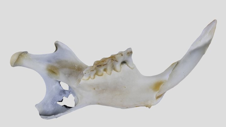 UWYMV:Mamm:528, R. megalotis, Left Mandible – Free 3D Model STL