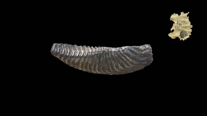 Mammoth - adult tooth 3D Model