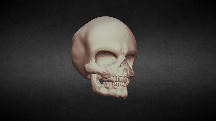 Skull 3D Model