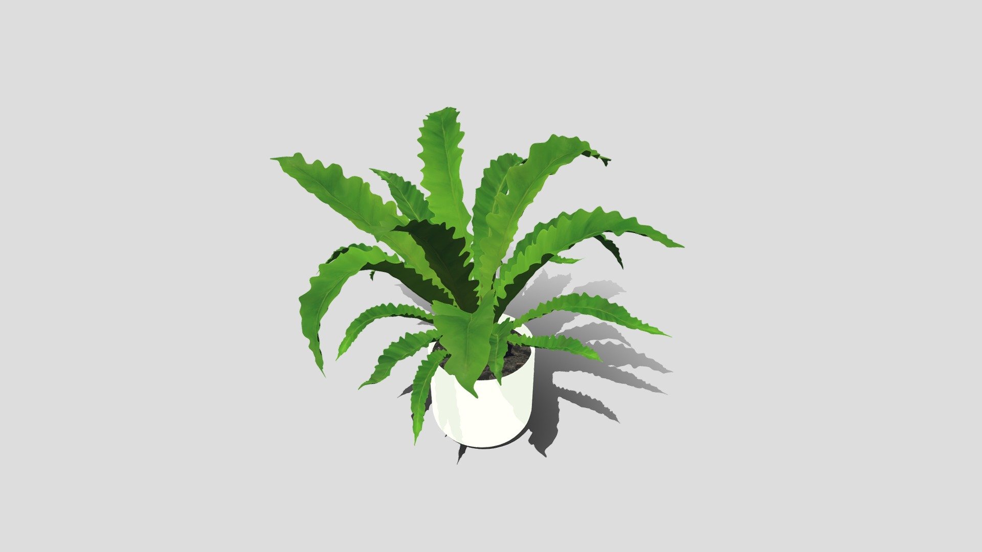 birds nest fern 3D model by yen (Yenn_1010) [1e4efcc] Sketchfab