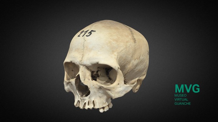 MVG-017. Cráneo 3D Model