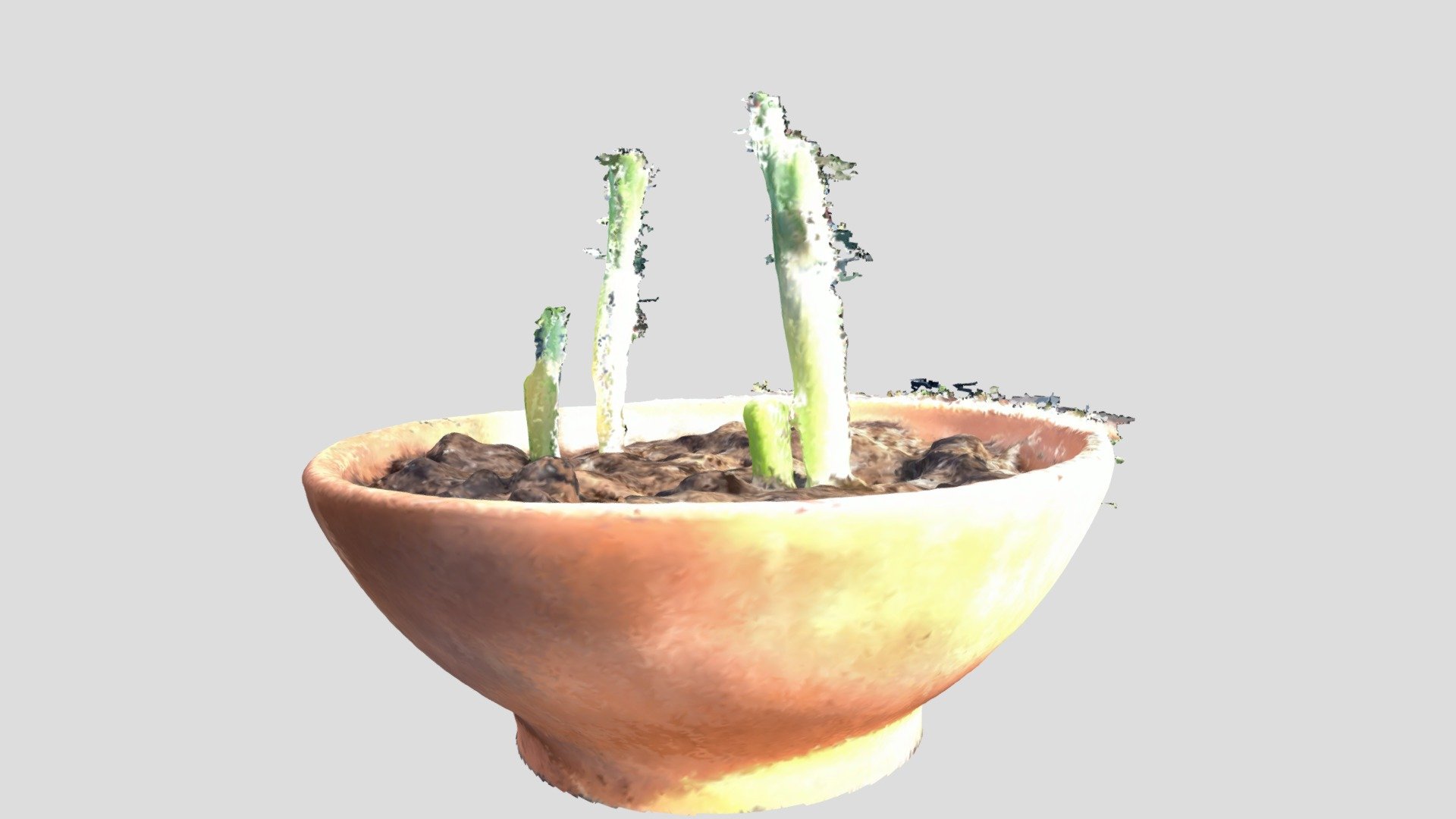 Replanted green onions
