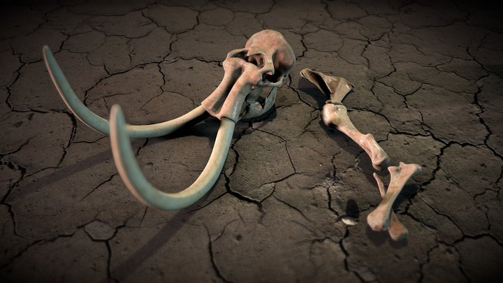 Steppe_mammoth_skull 3D Model