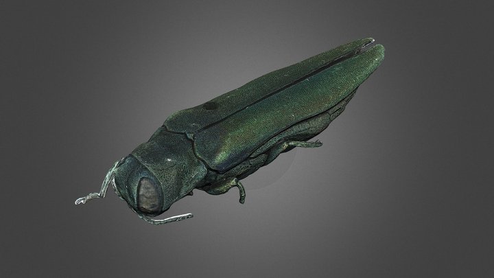 Agrilus planipennis · 3D model preview