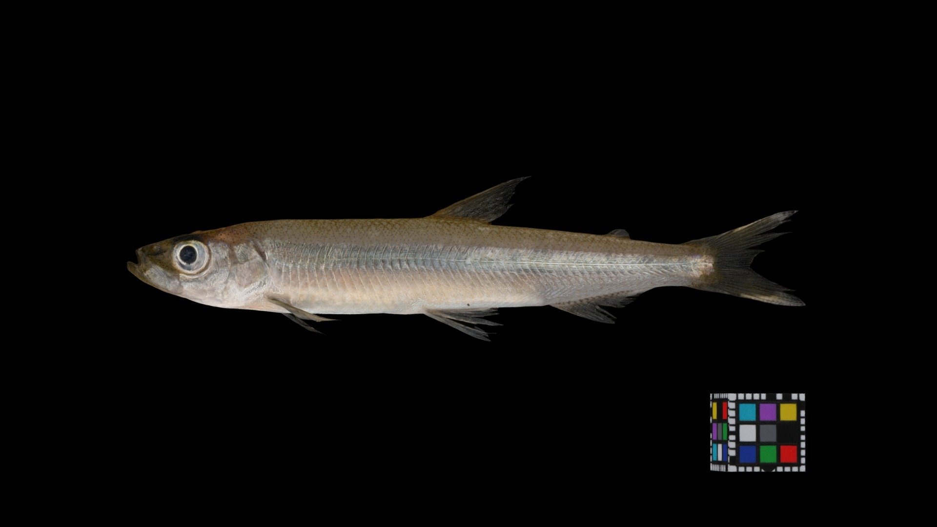 ワカサギ Wakasagi smelt, Hypomesus nipponensis Download Free 3D model by