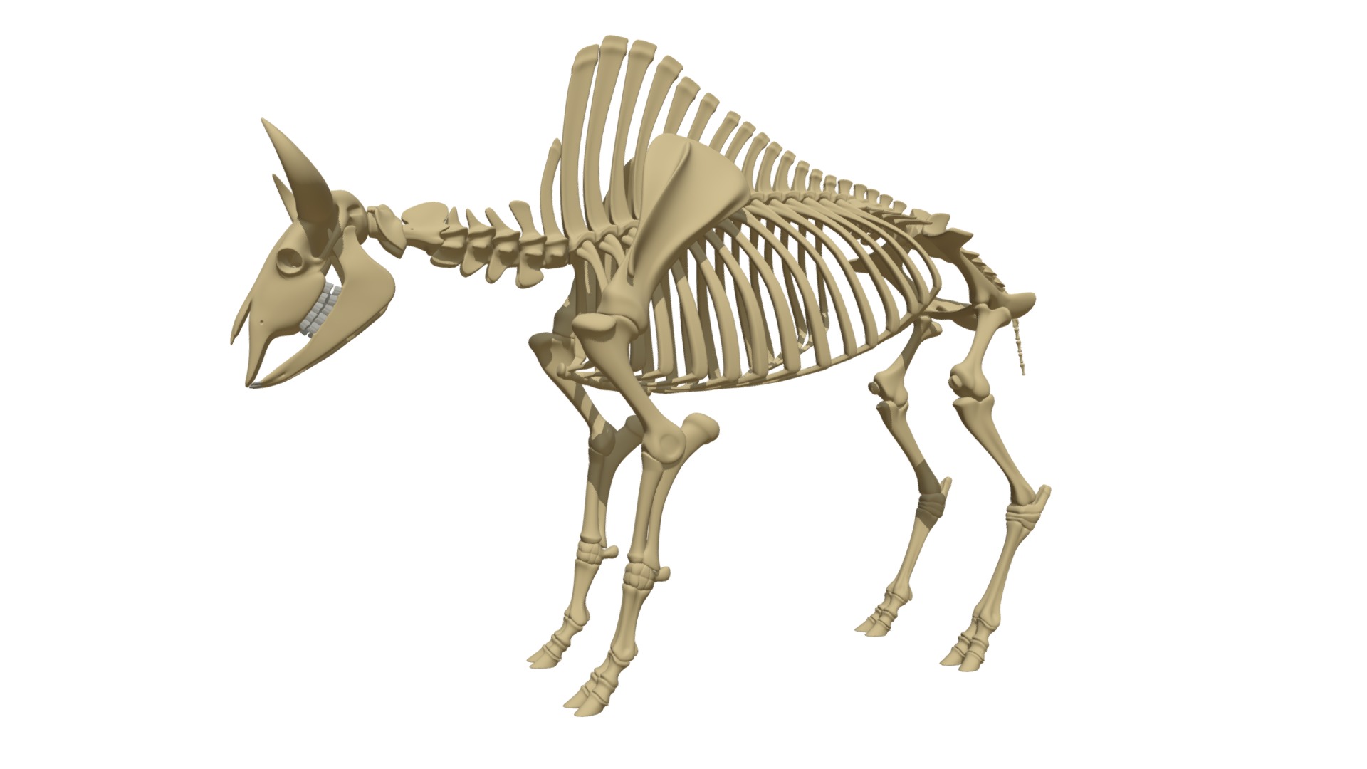 3D model Bison Skeleton - This is a 3D model of the Bison Skeleton. The 3D model is about a skeleton of a bird.