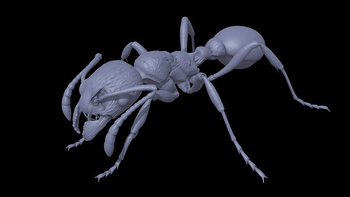 Myrmica_rubra – Kostenloses 3D-Modell STL