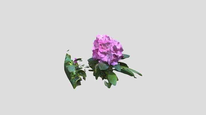 Rhododendron 3 extra without mask – Modèle 3D gratuit STL
