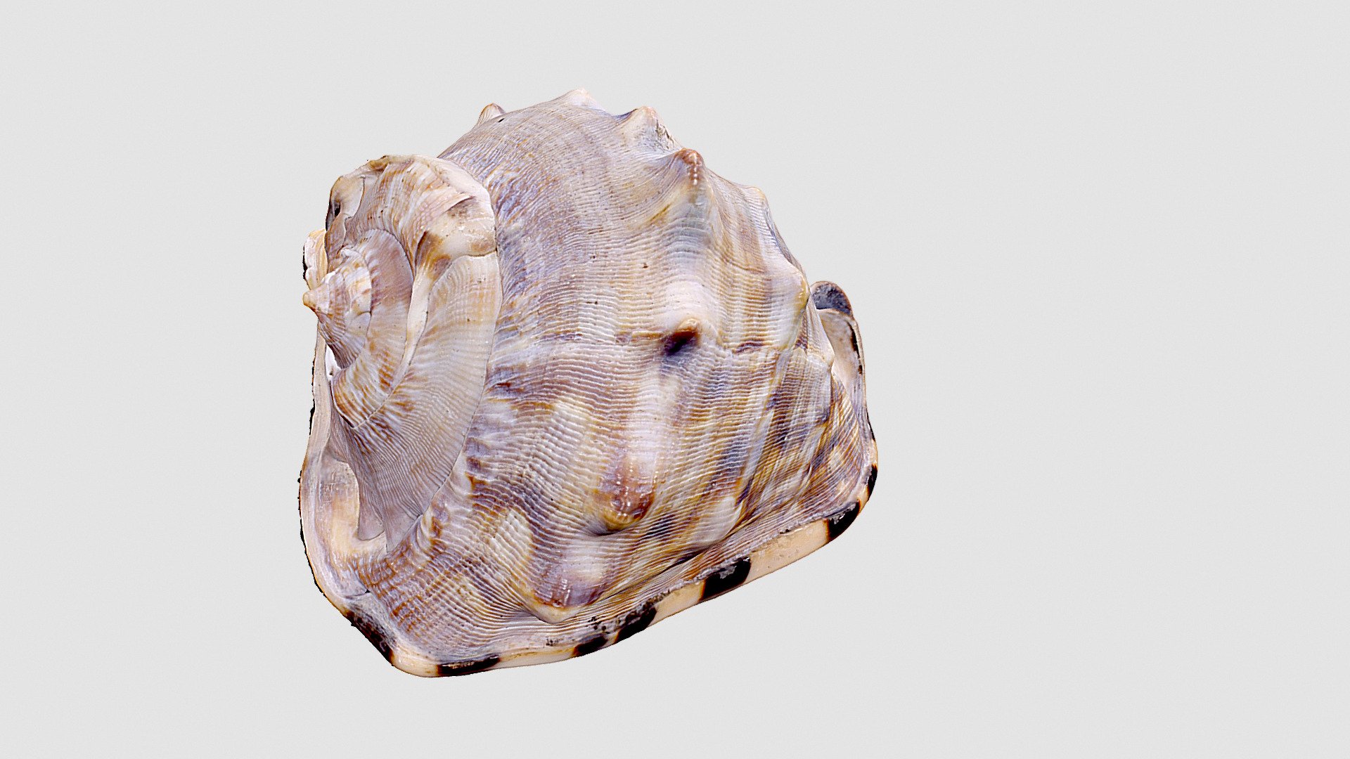 Gasteropodo