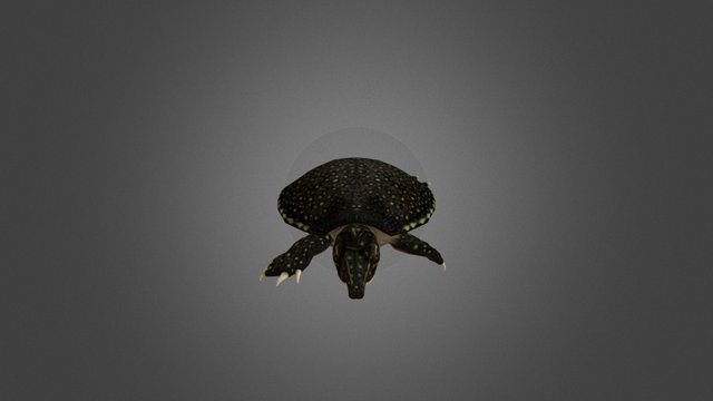 Softshell Turtle 3D Model