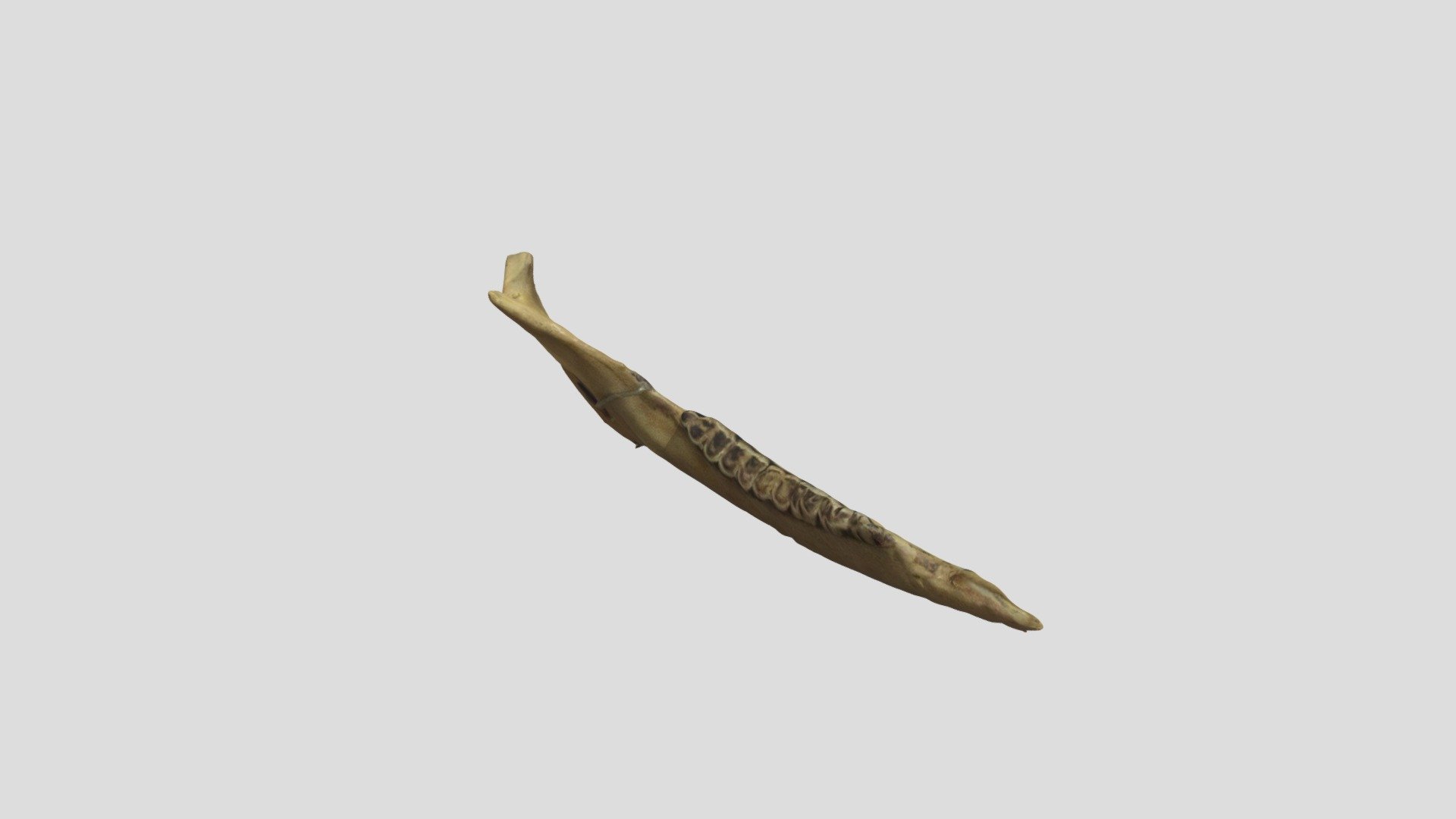 White-tailed deer jaw #A2