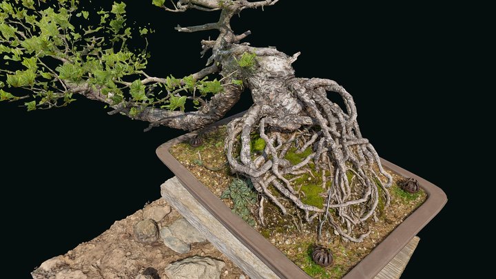 Bonsai in a Japanese garden 3D Model