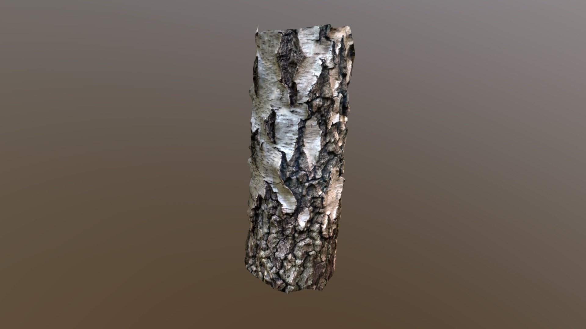 Birch-scan01 - Download Free 3d Model By Tor (@remand) [1e695bf 