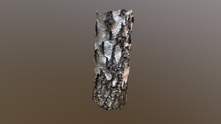 Birch-scan01 3D Model