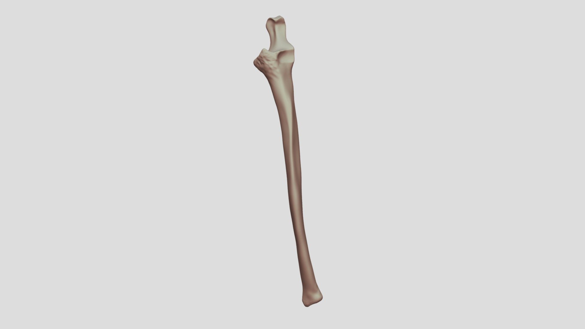 Ulna - Left Arm - 3D model by Digital Ecorche Massing Models ...