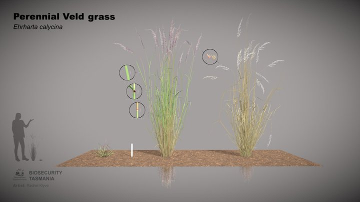 Perennial Veld Grass (Ehrharta calycina) 3D Model