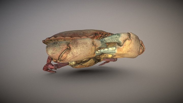 3Dscanned photogrammetry Crab 3D Model