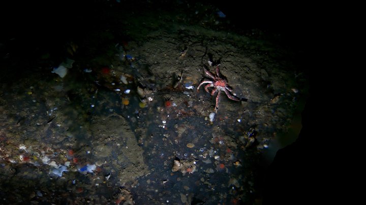 Deep Sea King Crab 3D Model