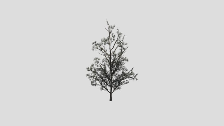 Tree Scotspine D1