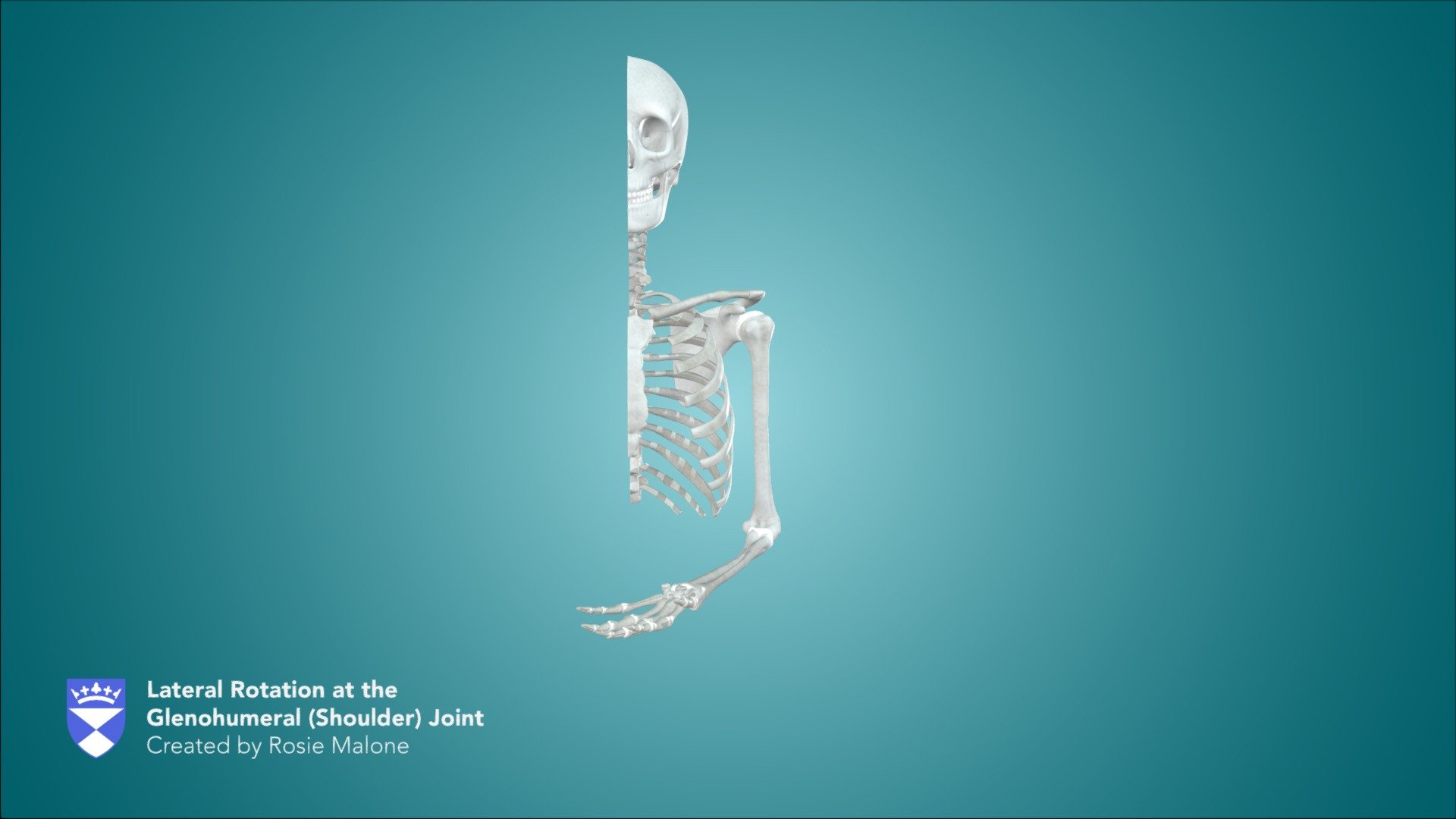 Lateral Rotation at the Glenohumeral Joint