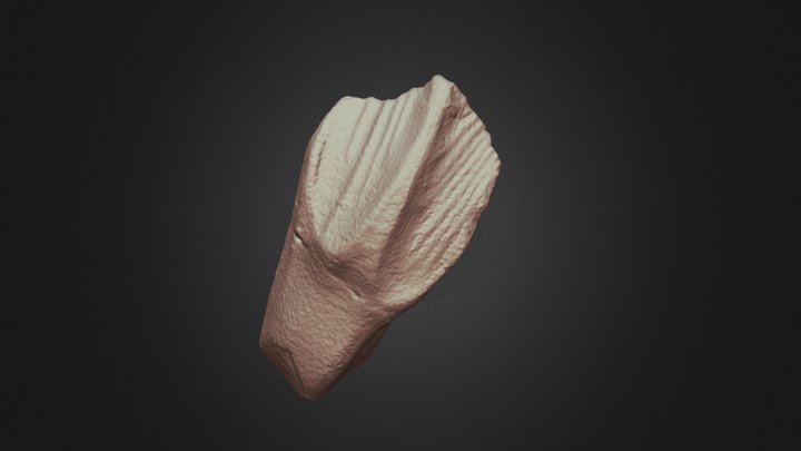 Mochlodon vorosi lower tooth / alsó fog 3D Model