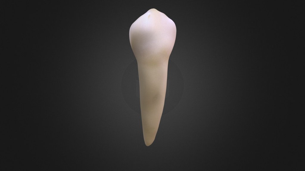 Lower 1st Premolar - 3D model by SDEO [1e74094] - Sketchfab