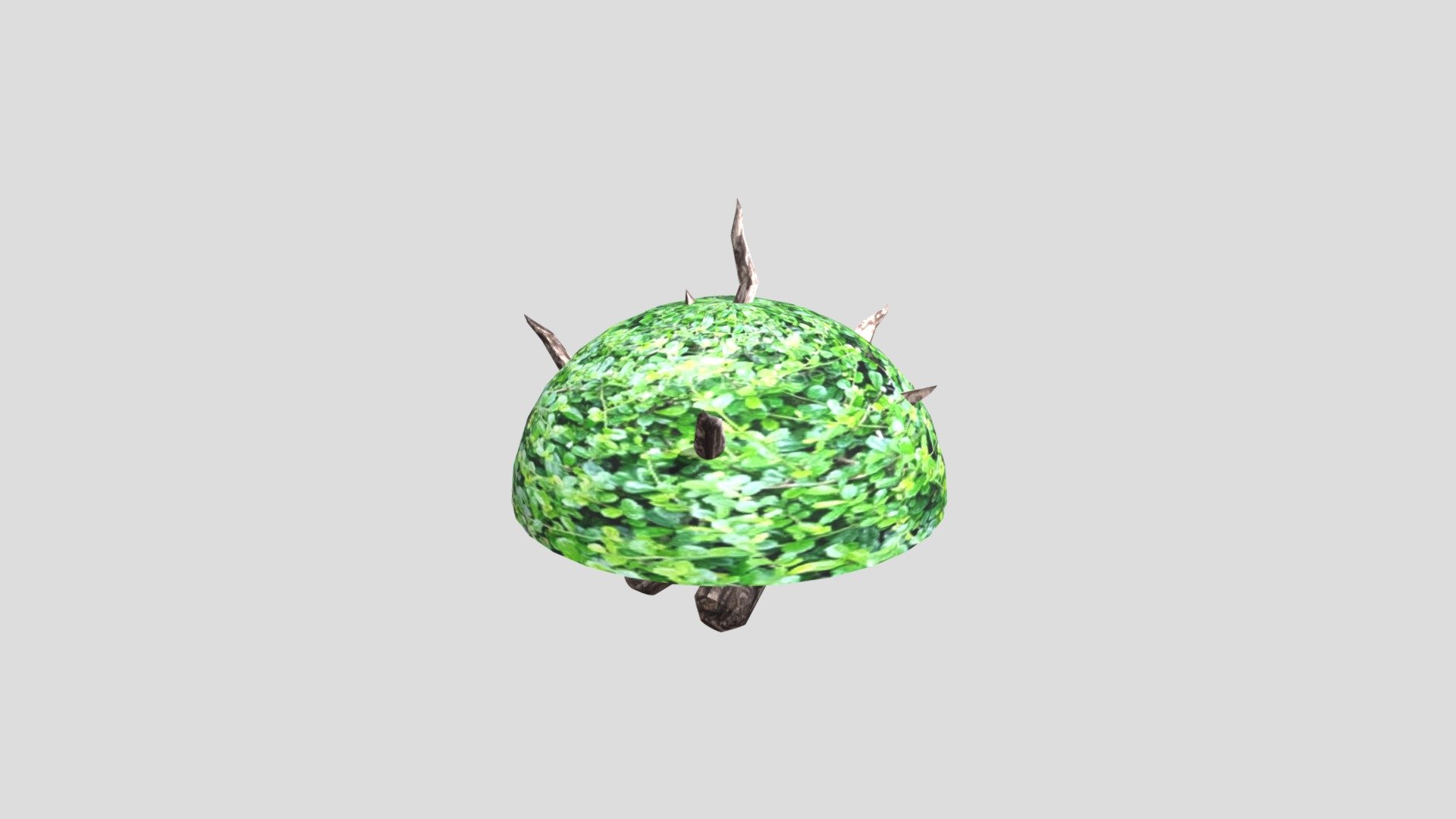 Bush