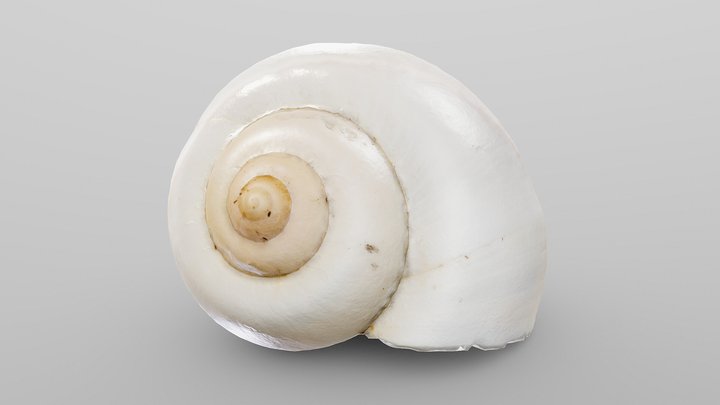 Ivory Snail Shell 3D Model