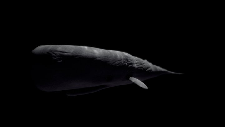 Moby Dick - Low Poly 3D Model