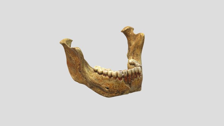 Unterkiefer Homo heidelbergensis 3D Model