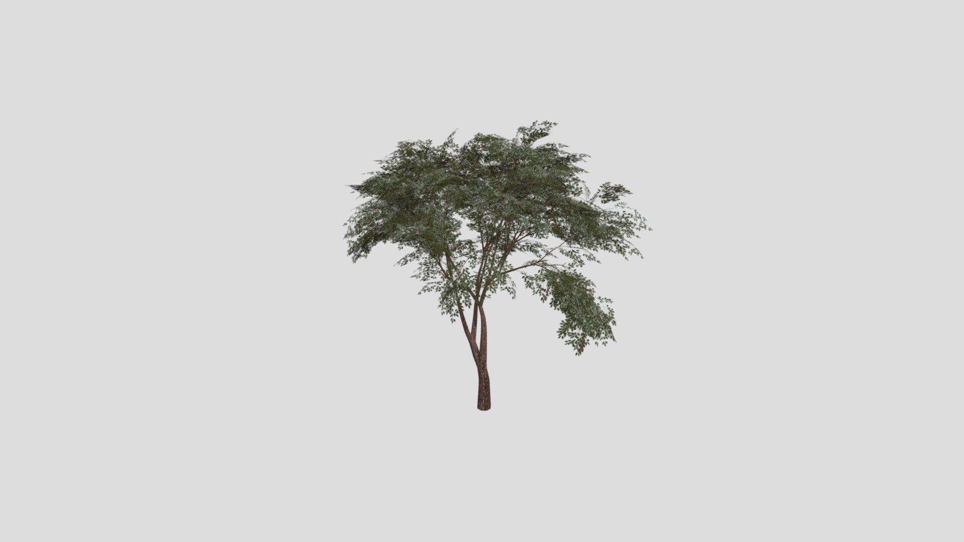 Whnp3v2jflkw- Tree