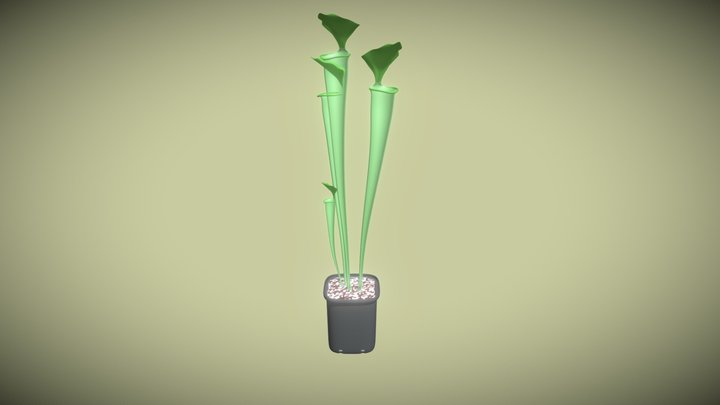 Pitcher plant (Sarracenia) 3D Model