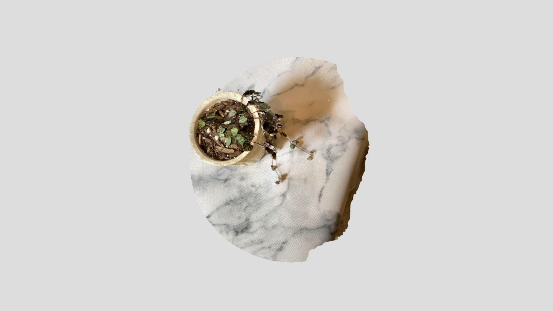 kirkendall_marissa_plant_arkit