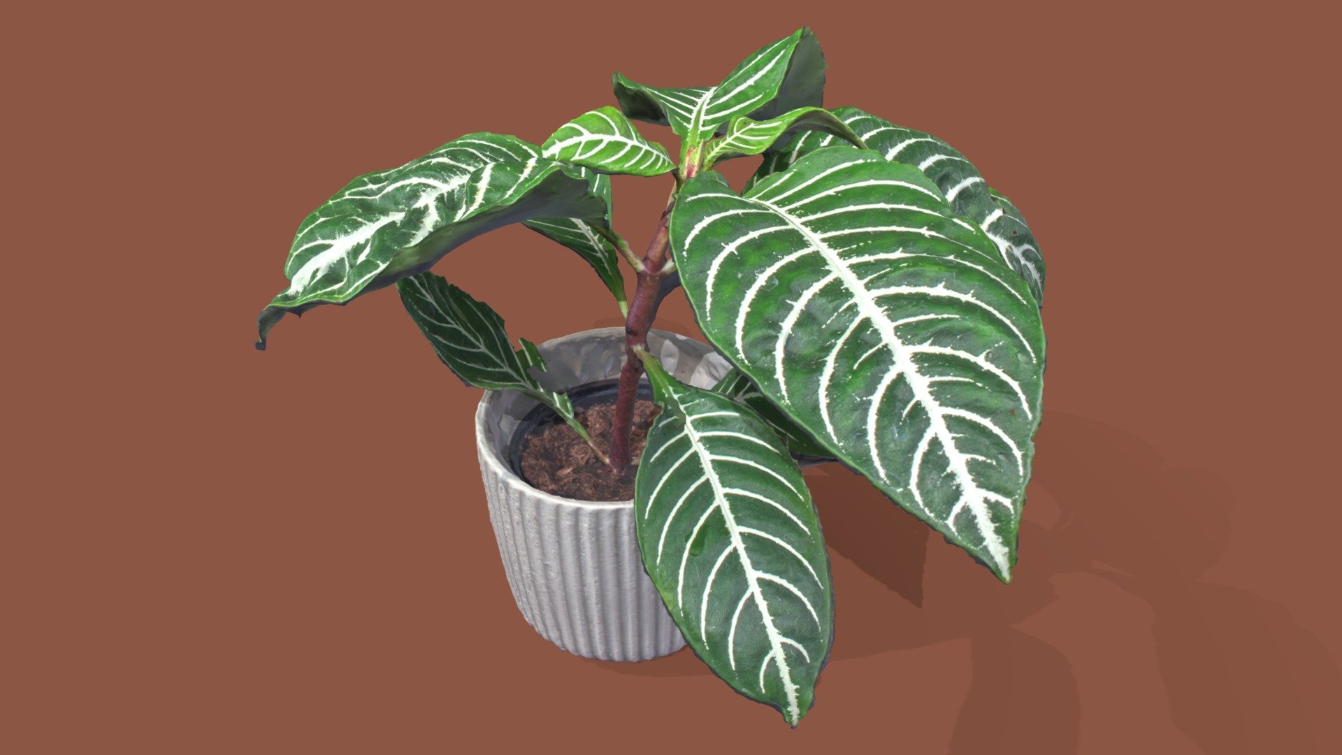 Zebra Plant in white pot - First Attempt