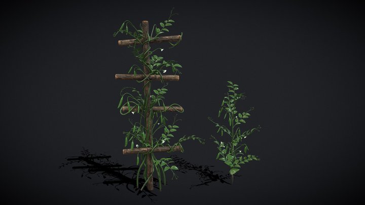 Peas Plant 3D Model