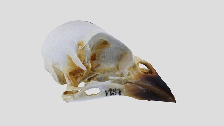 UWYMV:Bird:1247, Leucosticte tephrocotis, Skull – Gratis 3D-model STL