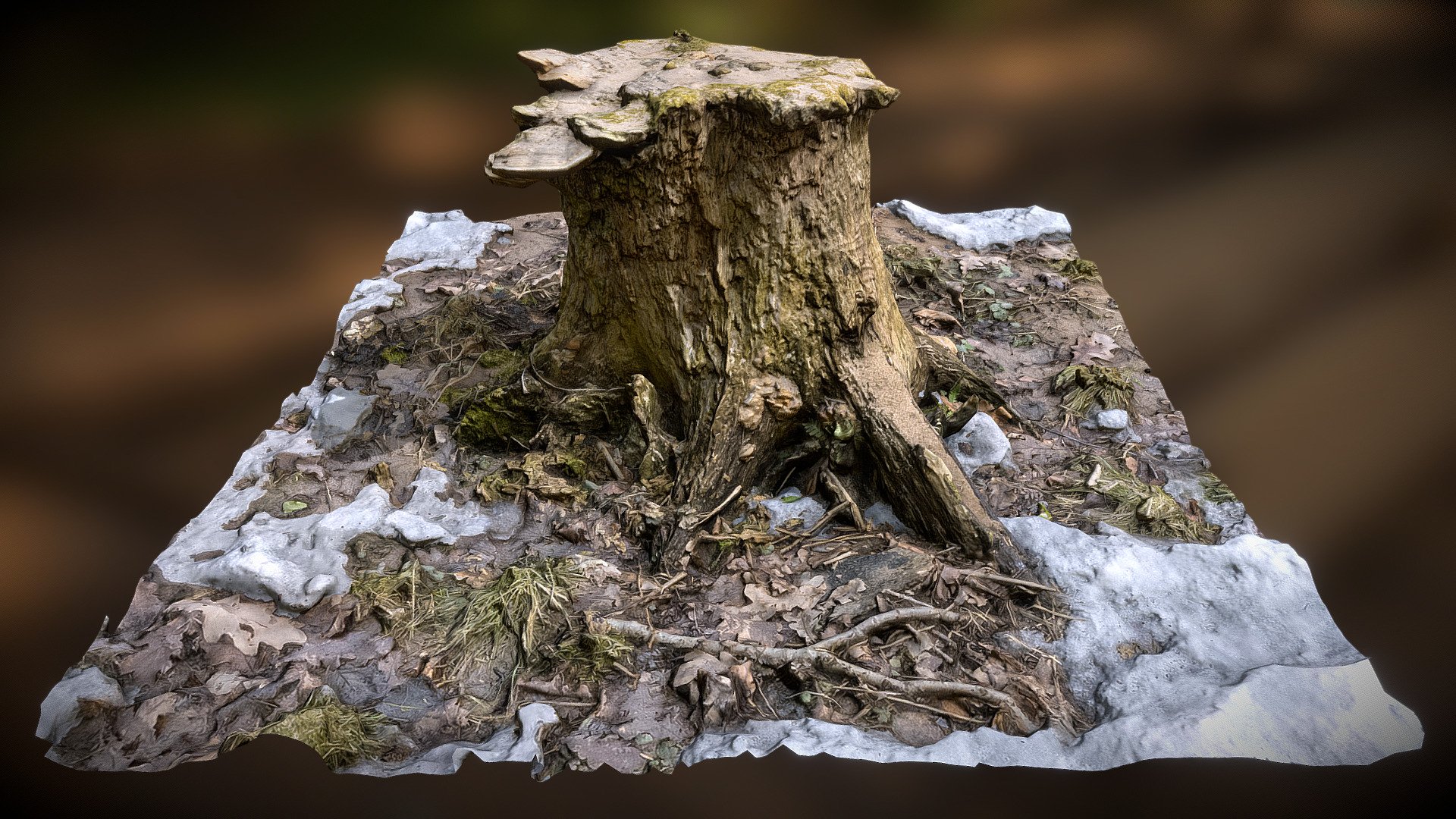 Stump 16