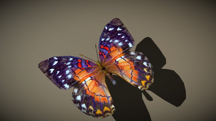 3DRT - birds and critters - butterfly-01 3D Model