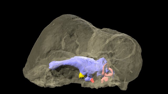 Triopticus - partial skull & brain endocast