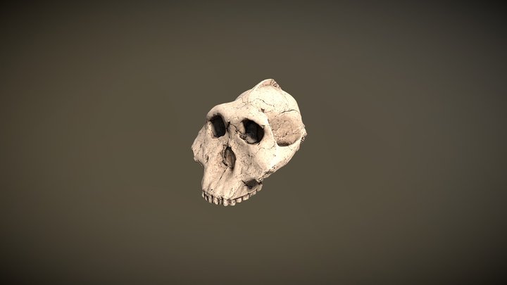 Paranthropus Boisei Cranium 3D Model
